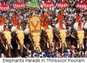Thrissur Pooram has nearly hundred elephants with golden crowns lined up